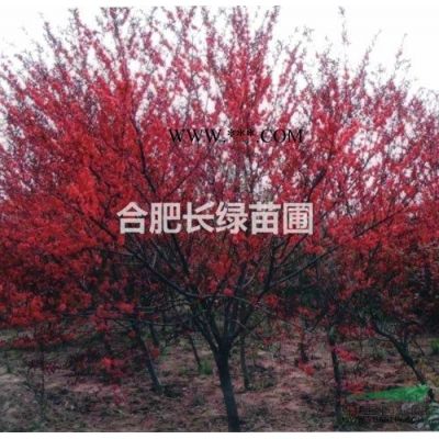 安徽肥西苗木供應(yīng)商出售紅花玉蘭，紫薇，紅葉李，小葉金桂，櫻花