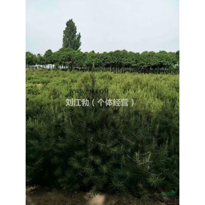 長期大量供應(yīng)白皮松，櫻花，大葉女貞，七葉樹，國槐，等苗圃