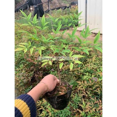 福建紅葉烏桕價格/報價 請致電漳州煌杰園藝