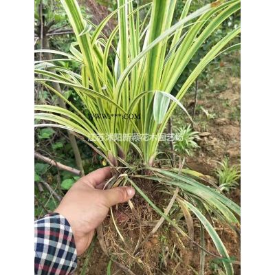 合歡，合歡樹，別稱：馬纓花、絨花樹