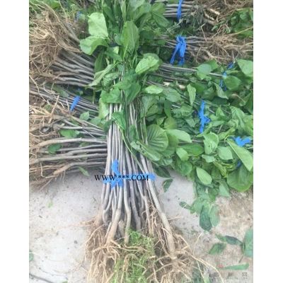 【合歡樹】合歡樹_報(bào)價(jià)表_圖片_產(chǎn)地行情-行道樹