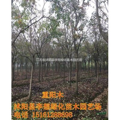 供應江蘇重陽木重陽木價格重陽木圖片重陽木產地