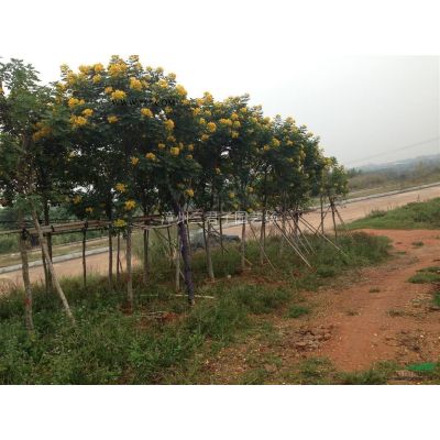 重陽木報價/福建重陽木報價