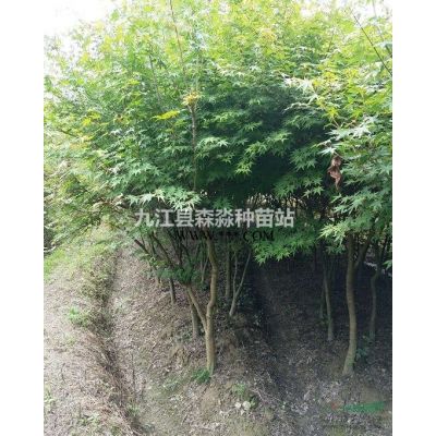 地徑1.1公分重陽木小苗 高110公分重陽木苗 基地直銷