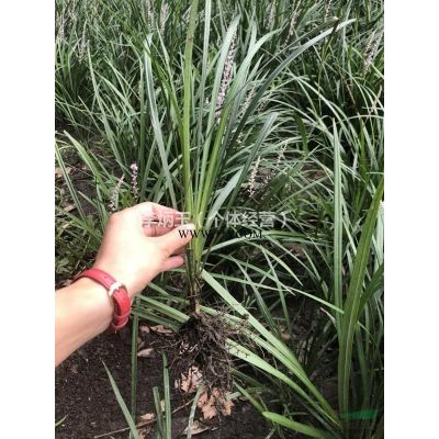 成都重陽木批發(fā)價(jià)格  重陽木基地  重陽木圖片