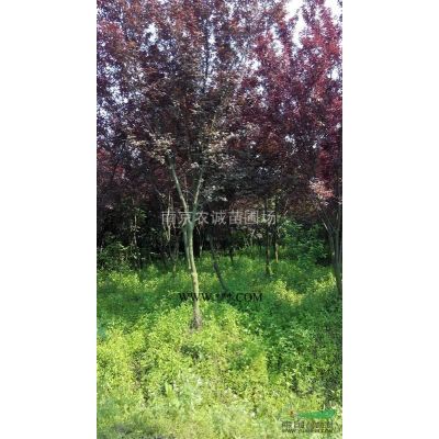 重陽木價格，重陽木價格優惠，重陽木規格*