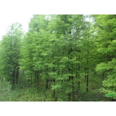 烏桕樹價格/烏桕樹報價