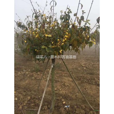 *新供應北美楓香4-18公分/北美楓香報價/北美楓香價格產地