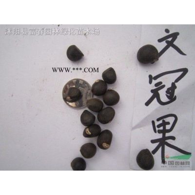 北美楓香，北美楓香苗，楓香樹，別名膠皮楓香樹，北美楓香基地