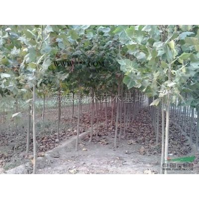 3-5合歡供應(yīng)/3-5合歡圖片