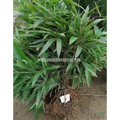 沭陽常年低價(jià)供應(yīng)大量5~14公分白蠟--苗圃直銷