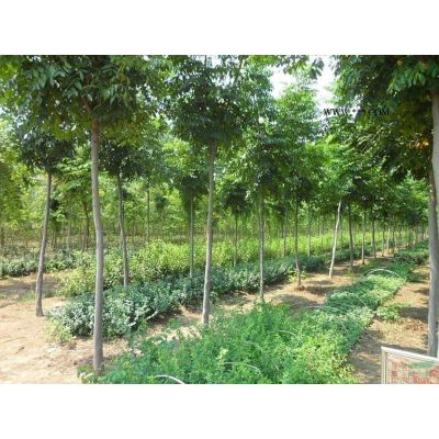 河北白蠟 白蠟基地 白蠟價格