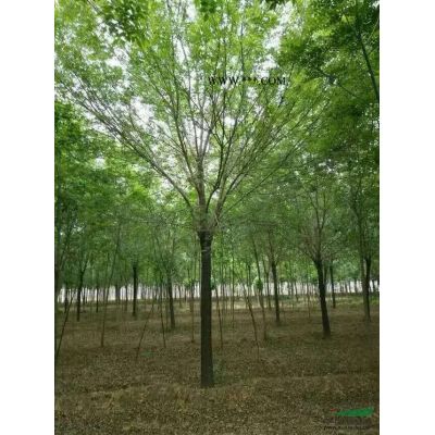 叢生白蠟基地，叢生白蠟價格，叢生白蠟