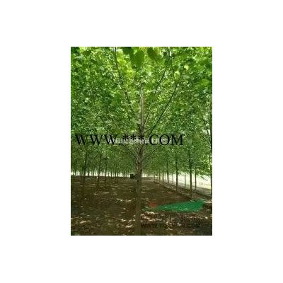 2021二十公分白蠟價格 基地直銷 價格有優(yōu)惠