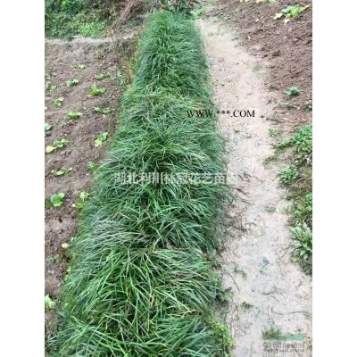 湖北米徑3公分楓香12元 便 宜的3公分楓香12元