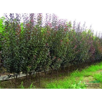 山東白蠟3*新報價/白蠟3圖片