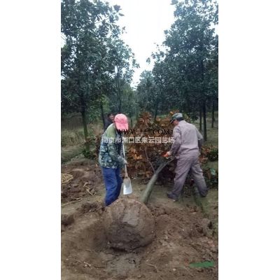 *新榔榆價格，叢生榔榆價格，榔榆苗木基地