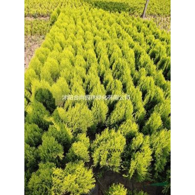 沭陽龍爪槐基地 垂槐  龍爪槐小苗價(jià)格表 圖片