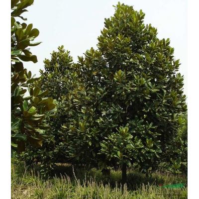 江蘇榔榆樹基地