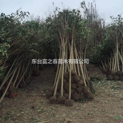 10公分大葉女貞出售120元，常年供應石榴、玉蘭、迎春等、白皮松