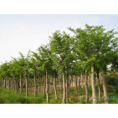 龍爪槐價格信息