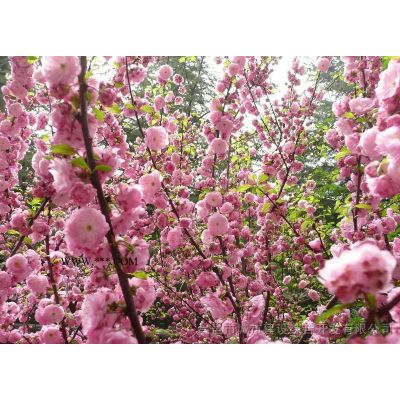 山東昌邑供應3-4m白皮松