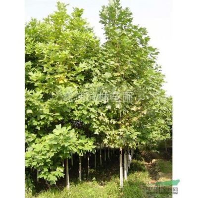 江蘇南京樸樹價格低質量好