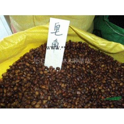 供應樸樹種子 樸樹帶果皮種子 批發沙樸種子 批發林木種子