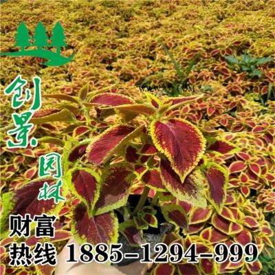 【烏桕】采購批發(fā)市場優(yōu)質(zhì)烏桕價(jià)格苗圃直銷