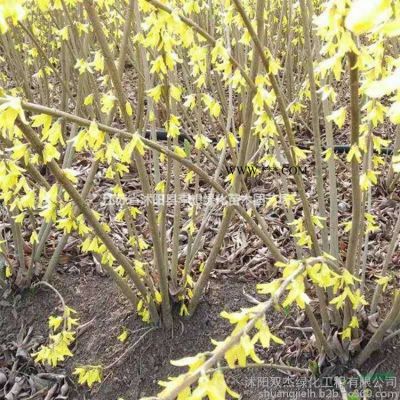 供應綠化苗 烏桕樹小苗