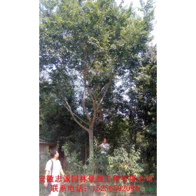 樸樹(shù) 榔榆 黃連木 楓香 皂角 國(guó)槐 刺槐  無(wú)患子 合歡