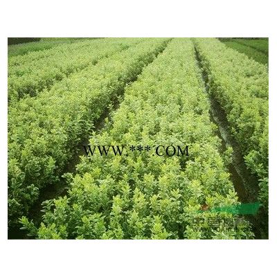 合歡行情報價\合歡圖片展示