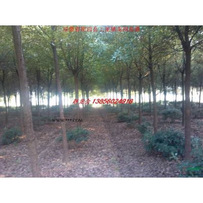 重陽木 紅葉李 大葉女貞 紅葉碧桃 烏桕 榔榆 三角楓 樸樹