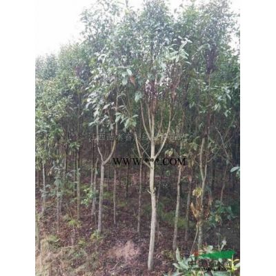 花櫚木種子 江西九江合歡種子 江西合歡種子