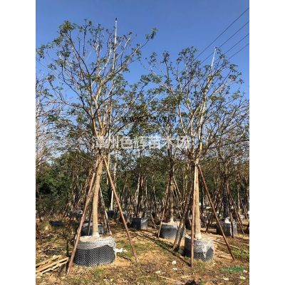 秋楓 福建秋楓 基地直供 重陽木