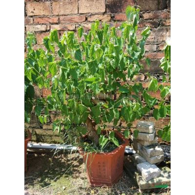 大小規格重陽木老樁頭2基地