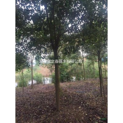 江蘇合歡基地 東臺合歡產地直銷 精品合歡