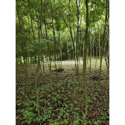 優(yōu)質特價江西烏桕小苗 九江烏桕小苗產地直銷