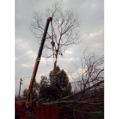 合歡小苗，一年生合歡價(jià)格