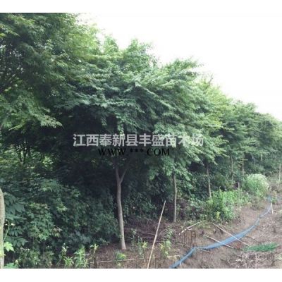 江西重陽(yáng)木、2-15公分重陽(yáng)木供應(yīng)、重陽(yáng)木*新價(jià)格