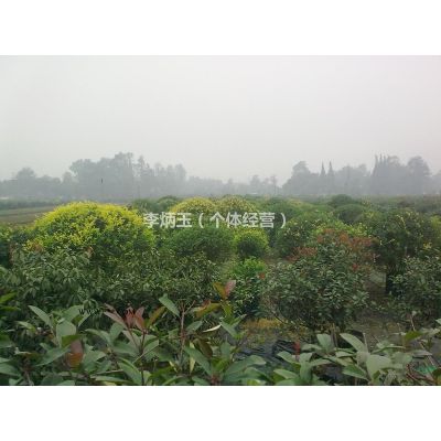出售6-7公分的金合歡.金合歡批發(fā)價(jià)格.金合歡種植基地