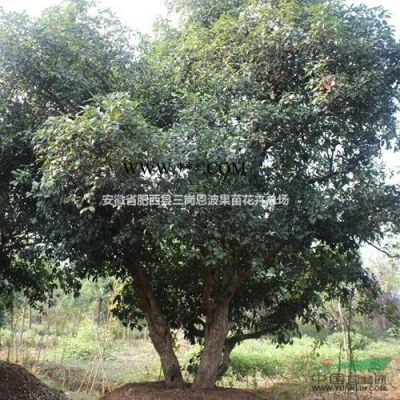 安徽肥西市供應米徑2-18公分紫薇/杜英/烏桕