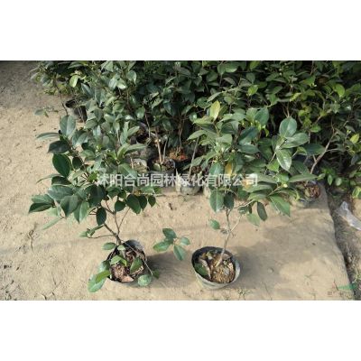 楓香基地 銷售 北美楓香 楓香小苗多少錢一株 價(jià)格表圖片