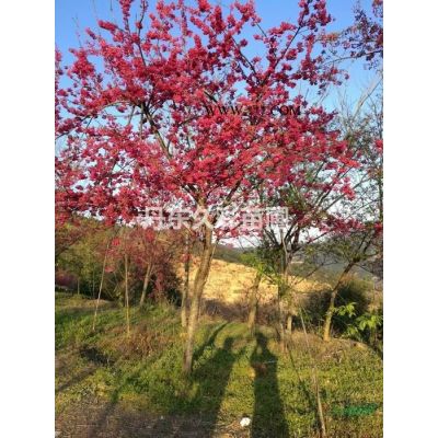 紫葉楓香果到哪購買放心    久彩苗圃值得信賴