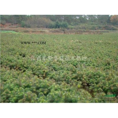 楓香杯苗 楓香容器杯苗 楓香袋苗價(jià)格-江西宜春報(bào)價(jià)賣(mài)多少錢(qián)