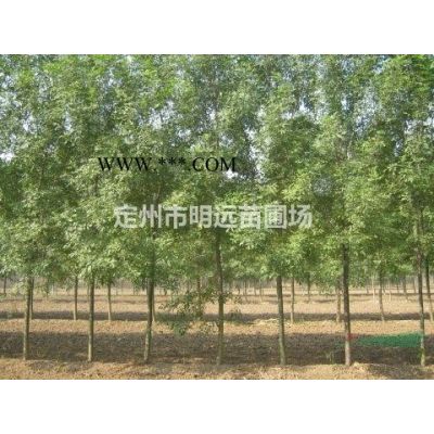 河北省定州市明遠苗圃場速生白蠟基地