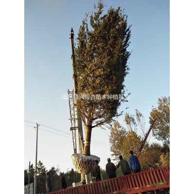 山東供應35公分對節白蠟規格*