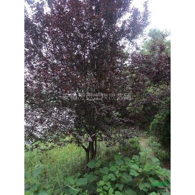 安徽肥西榔榆、肥西榔榆價格、合肥榔榆價格