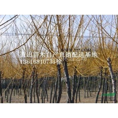 蕭山苗木供應(yīng)鏈服務(wù)商：木繡球/海濱木槿/花石榴/龍爪槐黃金槐