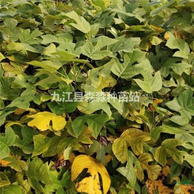 地徑1.5公分榔榆苗 榔榆小苗基地低價出售 高150公分榔榆小苗